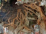 16 Kathmandu Gokarna Mahadev Temple Tree Shrine With Shiva Lingam